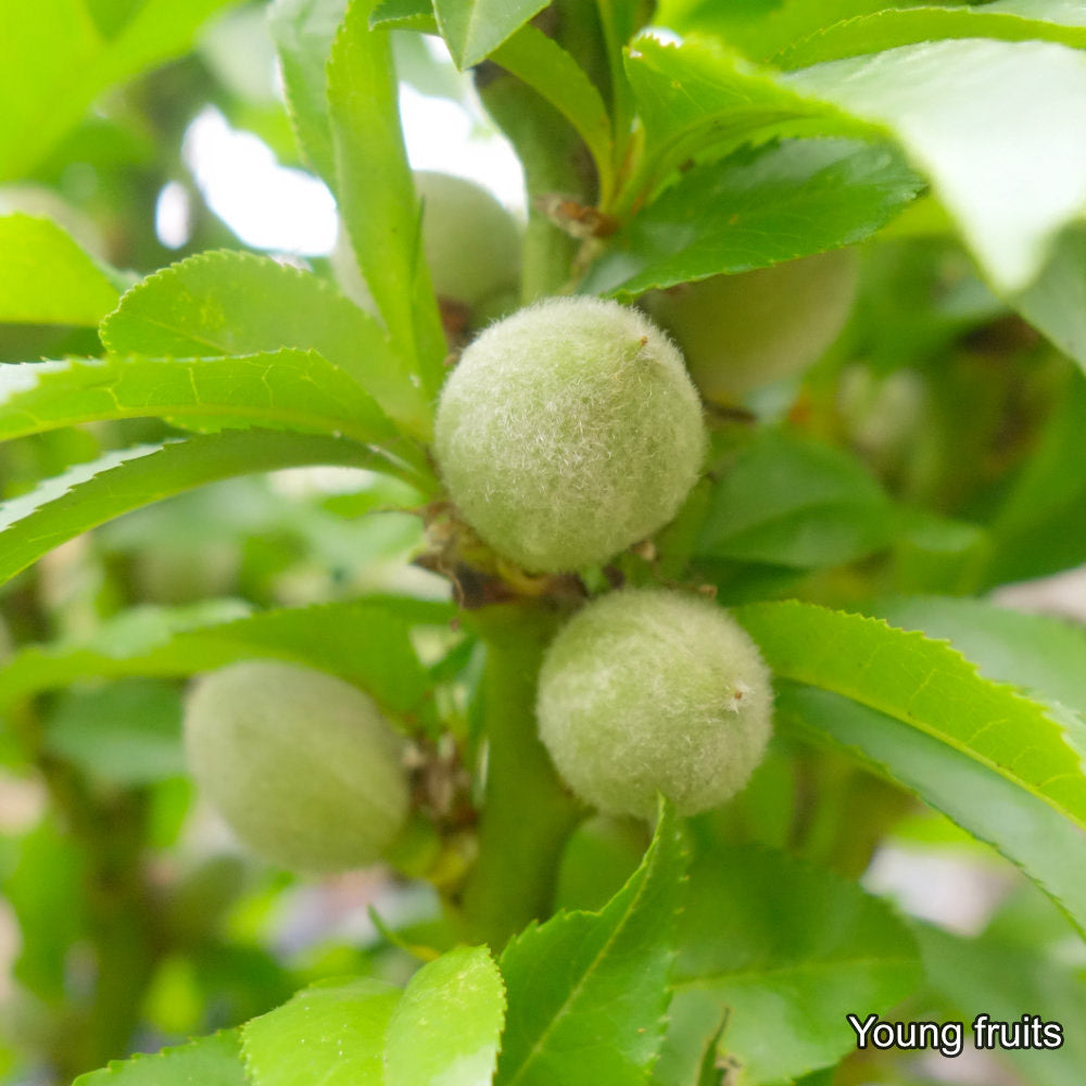 Garden Lady Dwarf Peach Tree