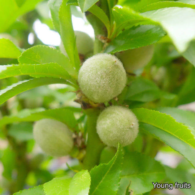 Garden Lady Dwarf Peach Tree