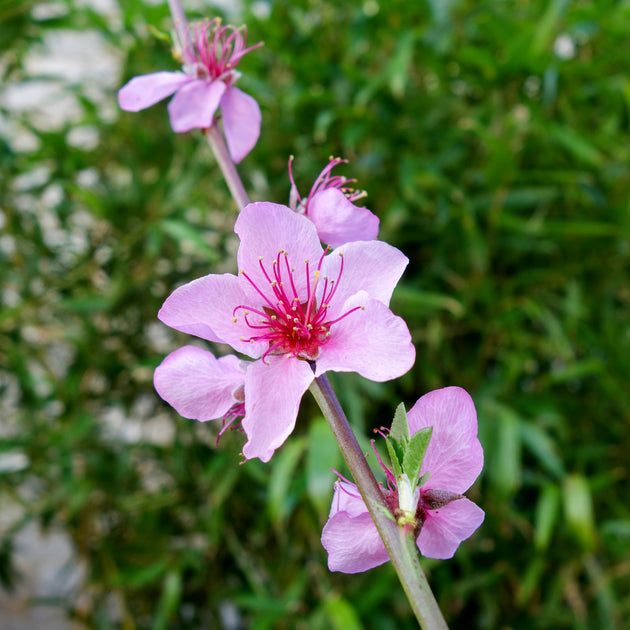 Peregrine Peach Tree