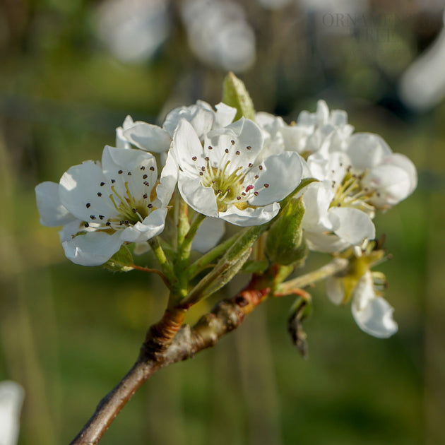 Williams Bon Chretien Pear blossom