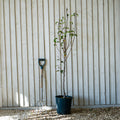Single stem tree, 120-150cm, Dwarf, 12L pot