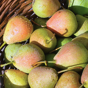Pears in basket