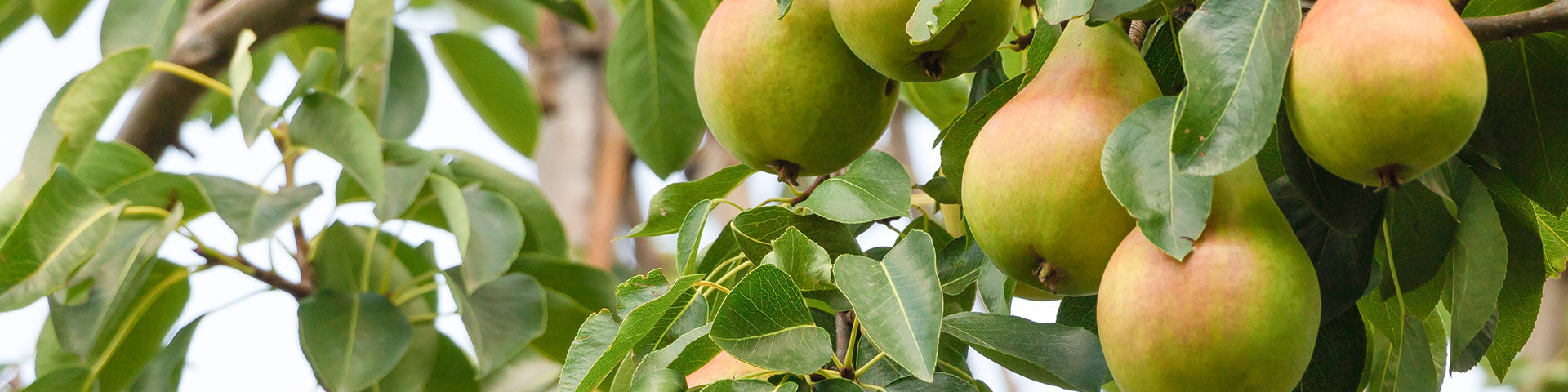 Pear tree with fruit on