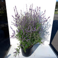 Bush, 60-80cm, 20L pot