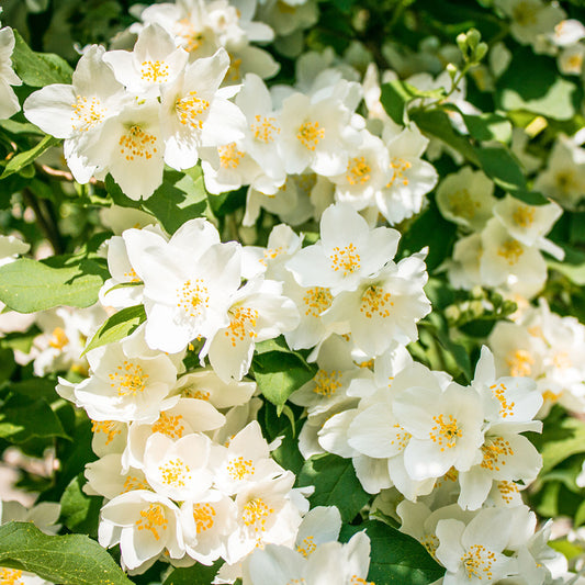 Philadelphus 'Lemoinei' Mock Orange