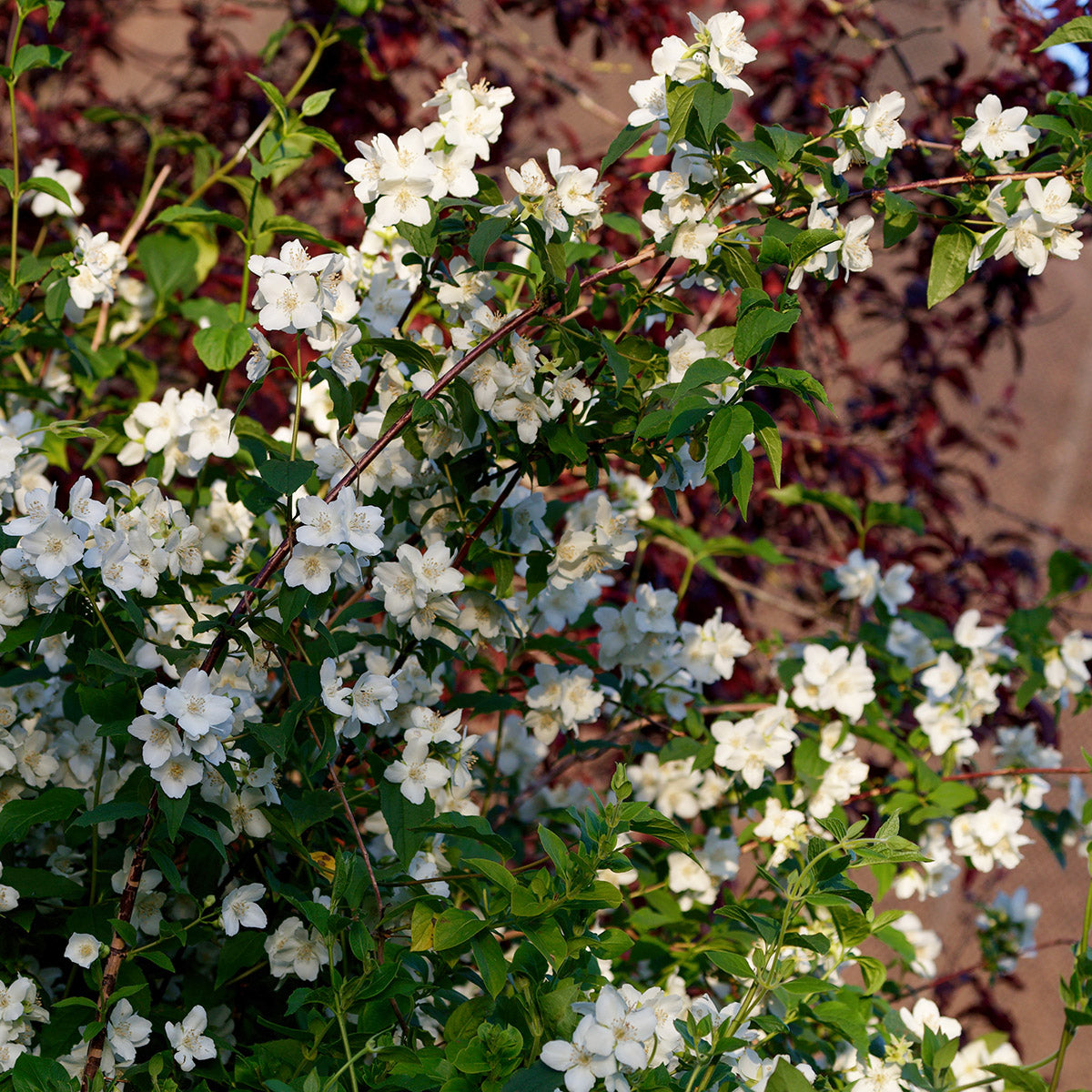 Philadelphus 'Belle Etoile' Mock Orange shrub