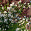 Philadelphus 'Belle Etoile' Mock Orange shrub