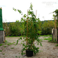 Philadelphus 'Belle Etoile' 20L pot