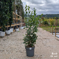 Philadelphus Snowbelle bush in 12l pot
