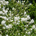 Philadelphus 'Virginal' Mock Orange