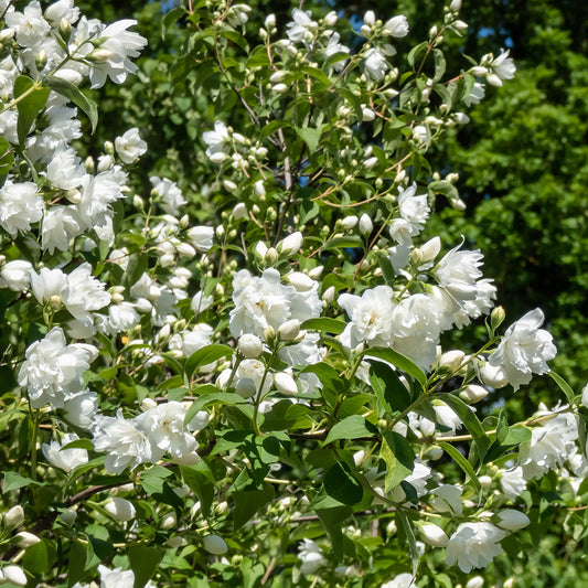 Philadelphus 'Virginal' Mock Orange