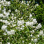 Philadelphus 'Virginal' Mock Orange