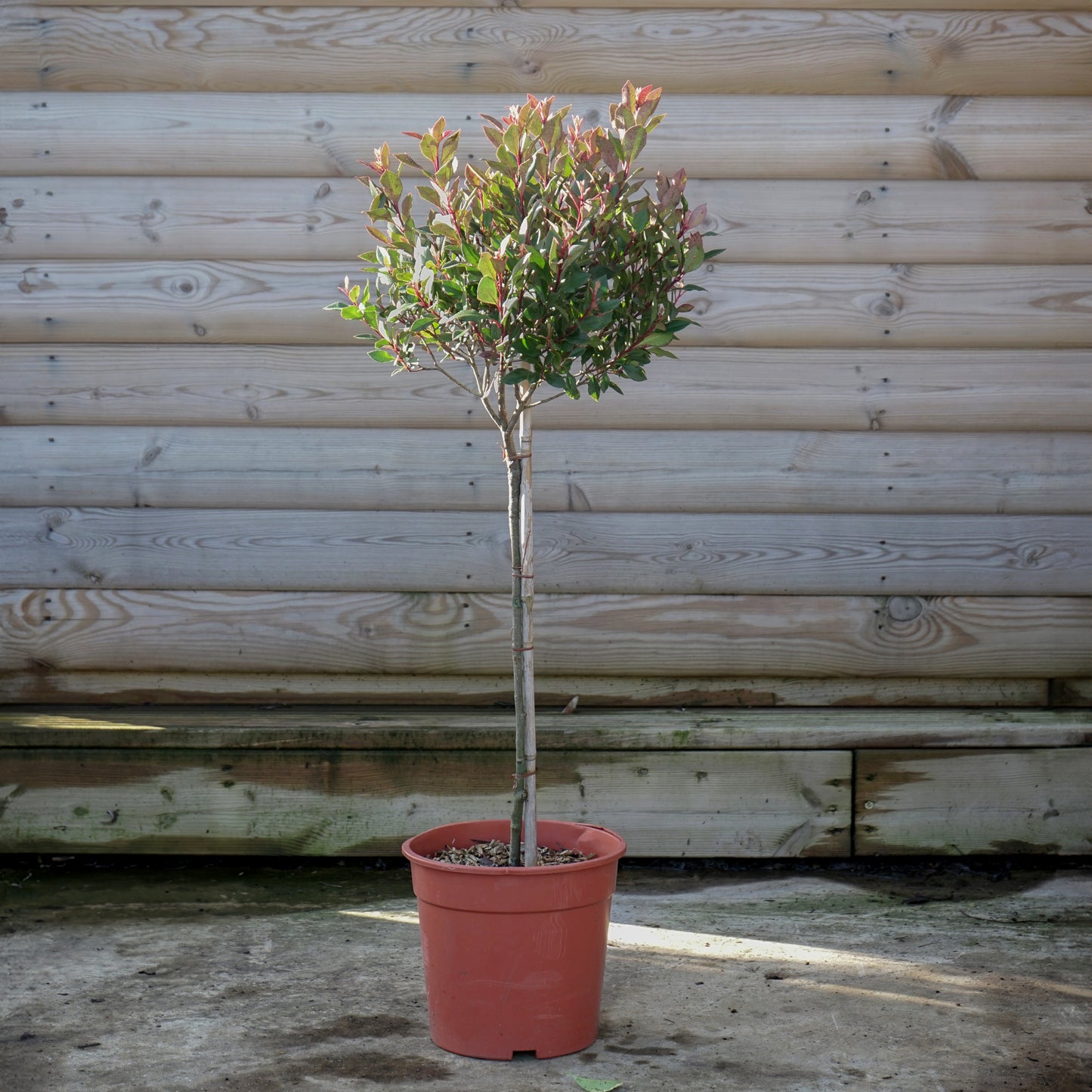 Photinia 'Chico' 1/4 standard tree