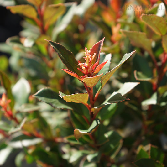 Photinia fraseri Chico