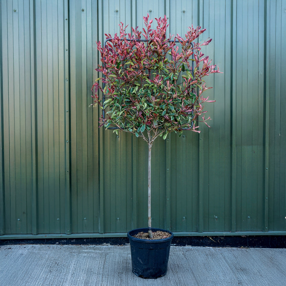 Photinia 'Pink Marble' Half Standard Pleached