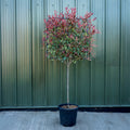 Photinia 'Pink Marble' Half Standard Pleached