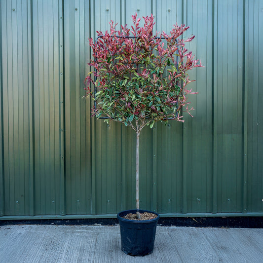 Photinia 'Pink Marble' Half Standard Pleached