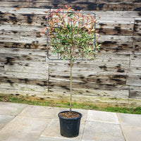 Photinia 'Pink Marble' Half Standard Pleached Tree