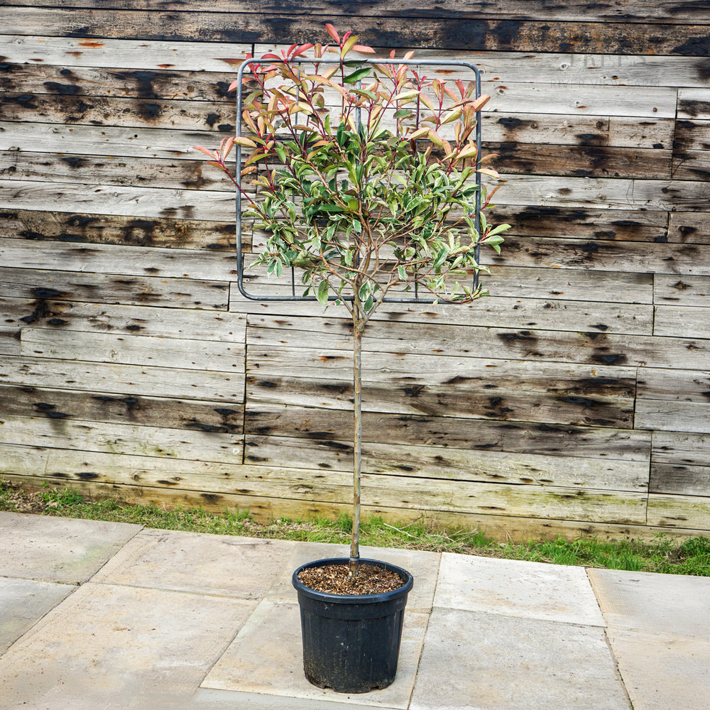 Photinia 'Pink Marble' Half Standard Pleached Tree