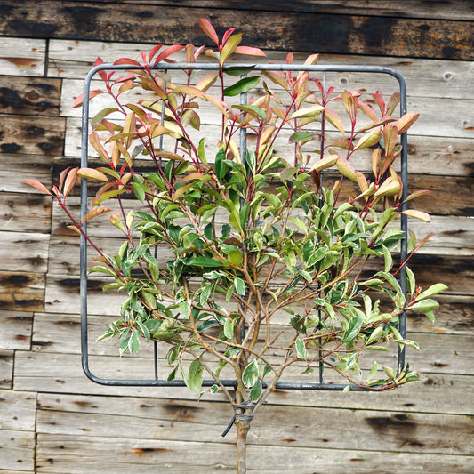 Photinia 'Pink Marble' half standard pleached