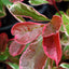 Photinia × fraseri Pink Marble