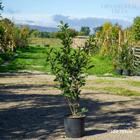 Photinia 'Red Robin' Potted hedging 