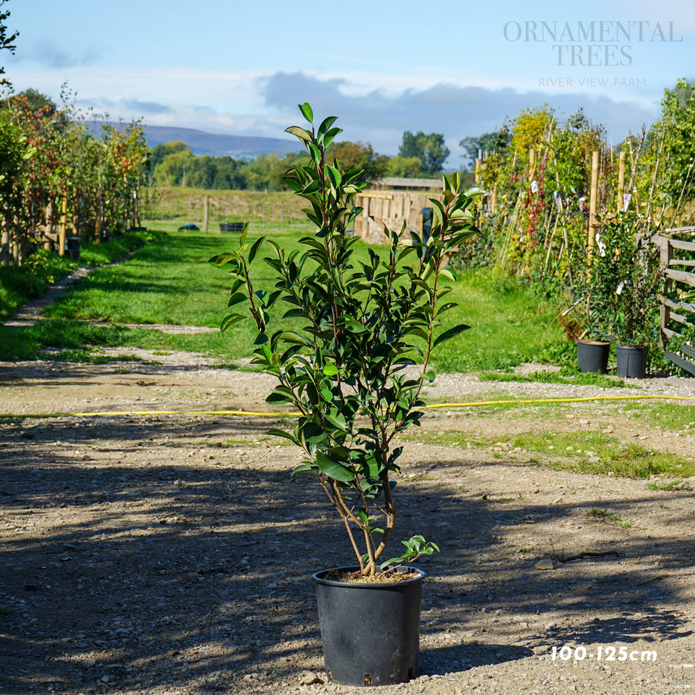 Photinia 'Red Robin' Potted hedging 