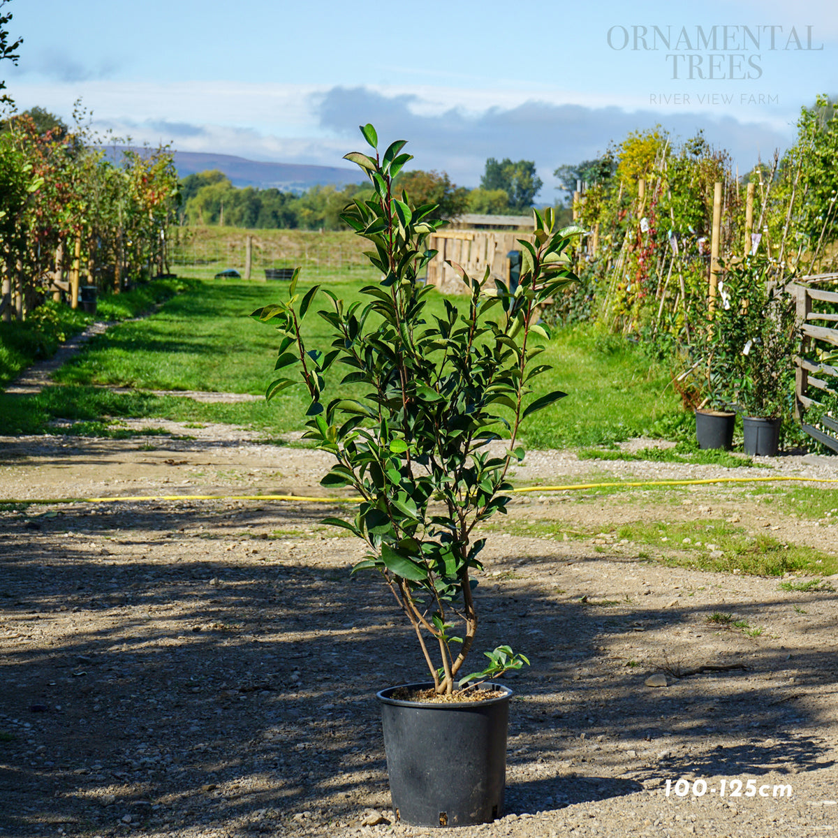 Photinia 'Red Robin' Potted hedging 