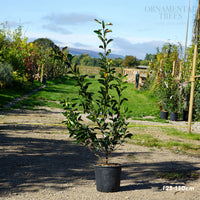 Photinia 'Red Robin' Potted hedging 