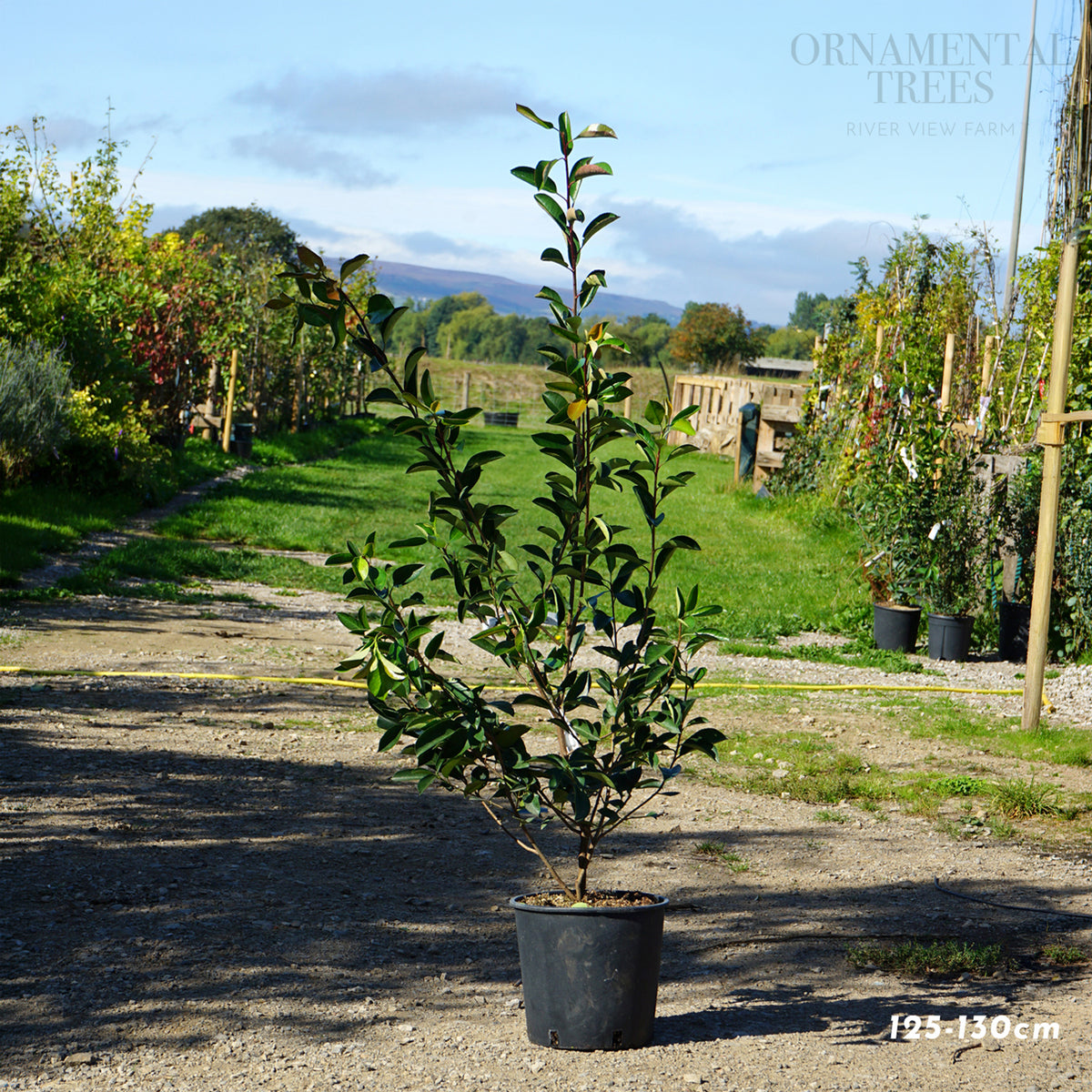 Photinia 'Red Robin' Potted hedging 