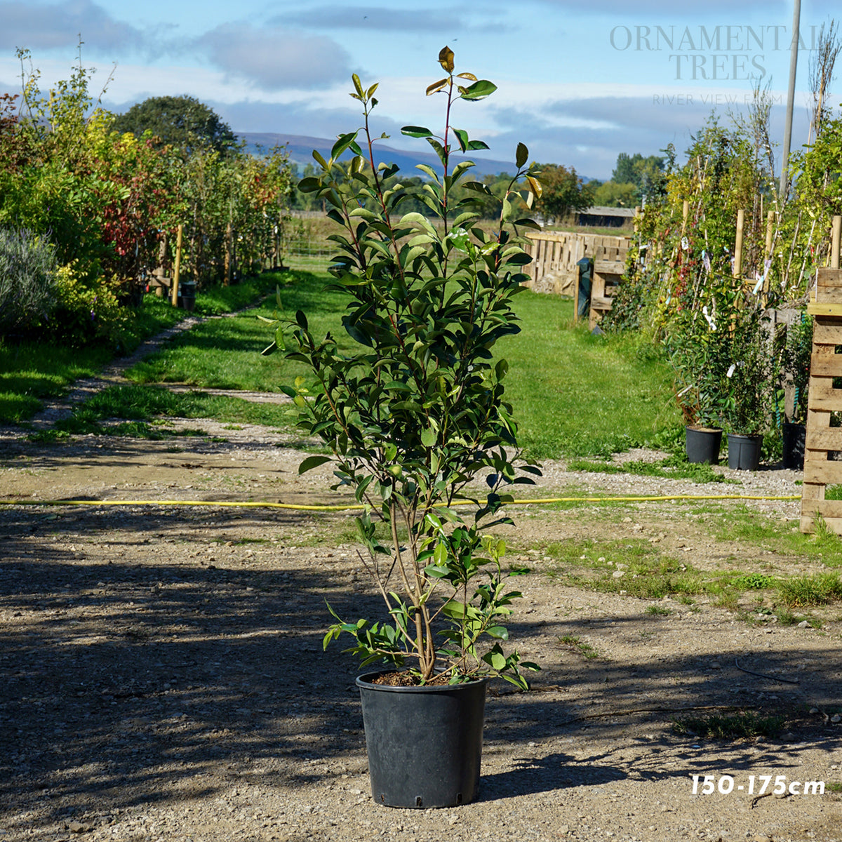 Photinia 'Red Robin' Potted hedging 