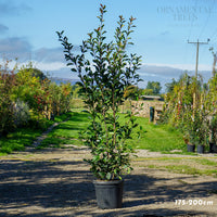 Photinia 'Red Robin' Potted hedging 