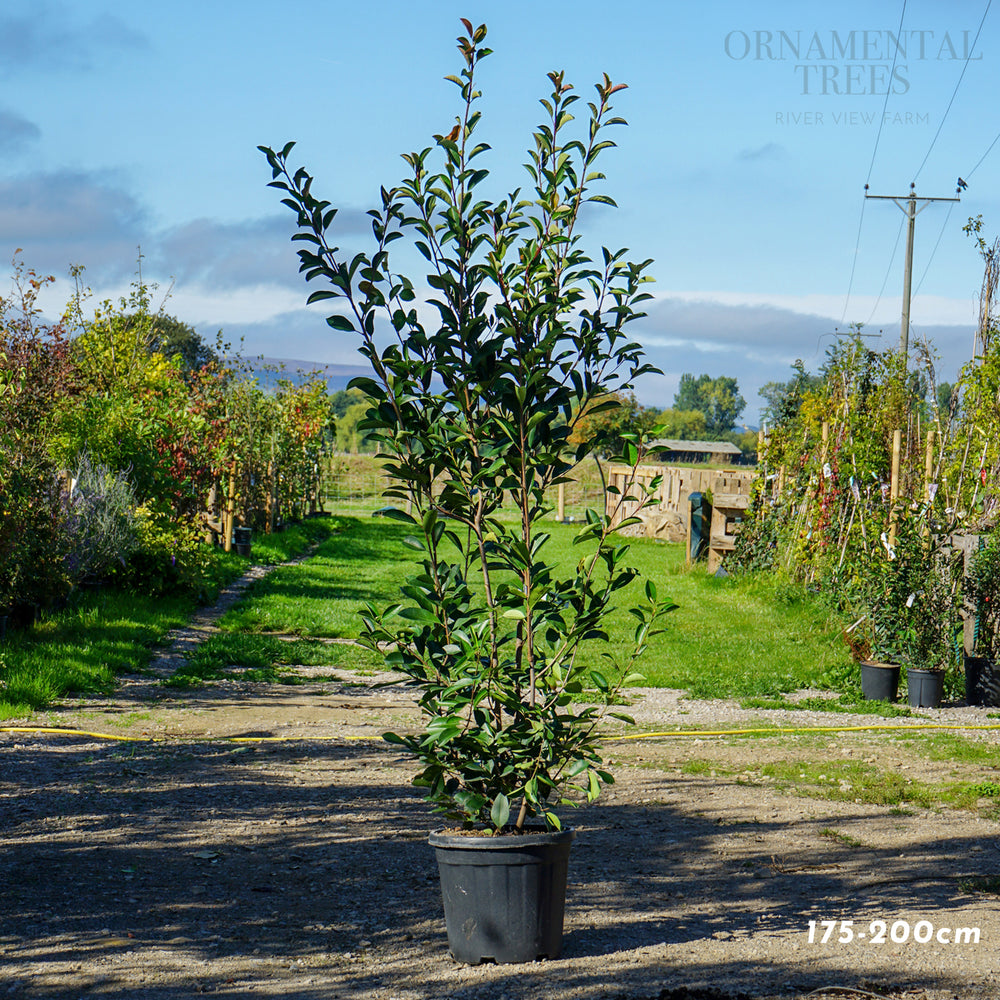 Photinia 'Red Robin' Potted hedging 
