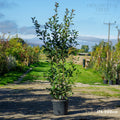 Hedging, 175-200cm height, 20L pot