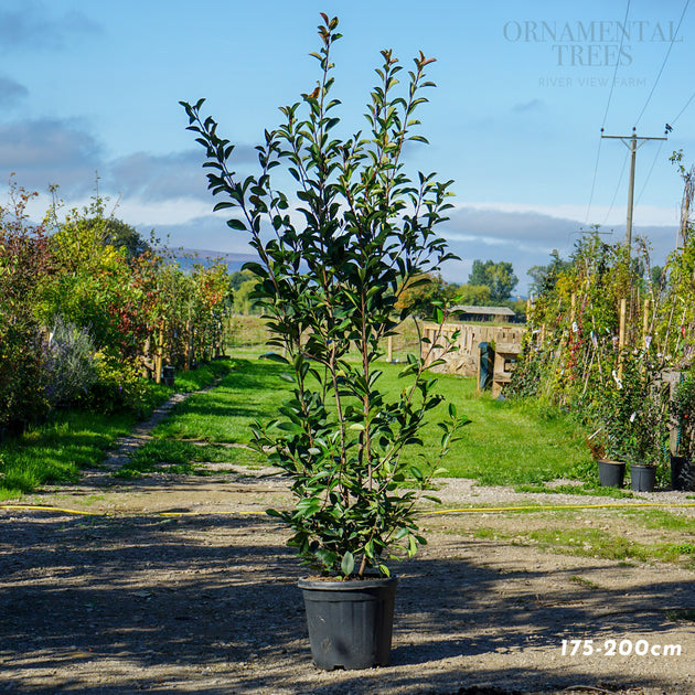 Hedging, 175-200cm height, 20L pot