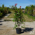 Photinia 'Red Robin' 25L pot