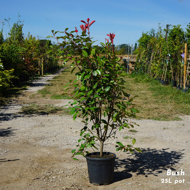 Photinia 'Red Robin' 25L pot
