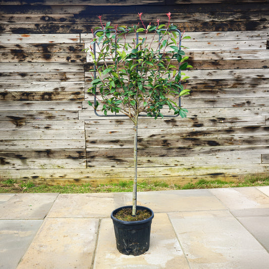 Photinia 'Red Robin' Half standard pleached tree