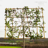 Photinia Red Robin Pleached Tree