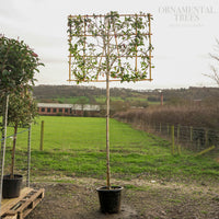 Photinia Red Robin Pleached Tree