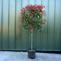 Pleached half standard tree, 80cm x 80cm head, 90cm clear stem, 28L pot