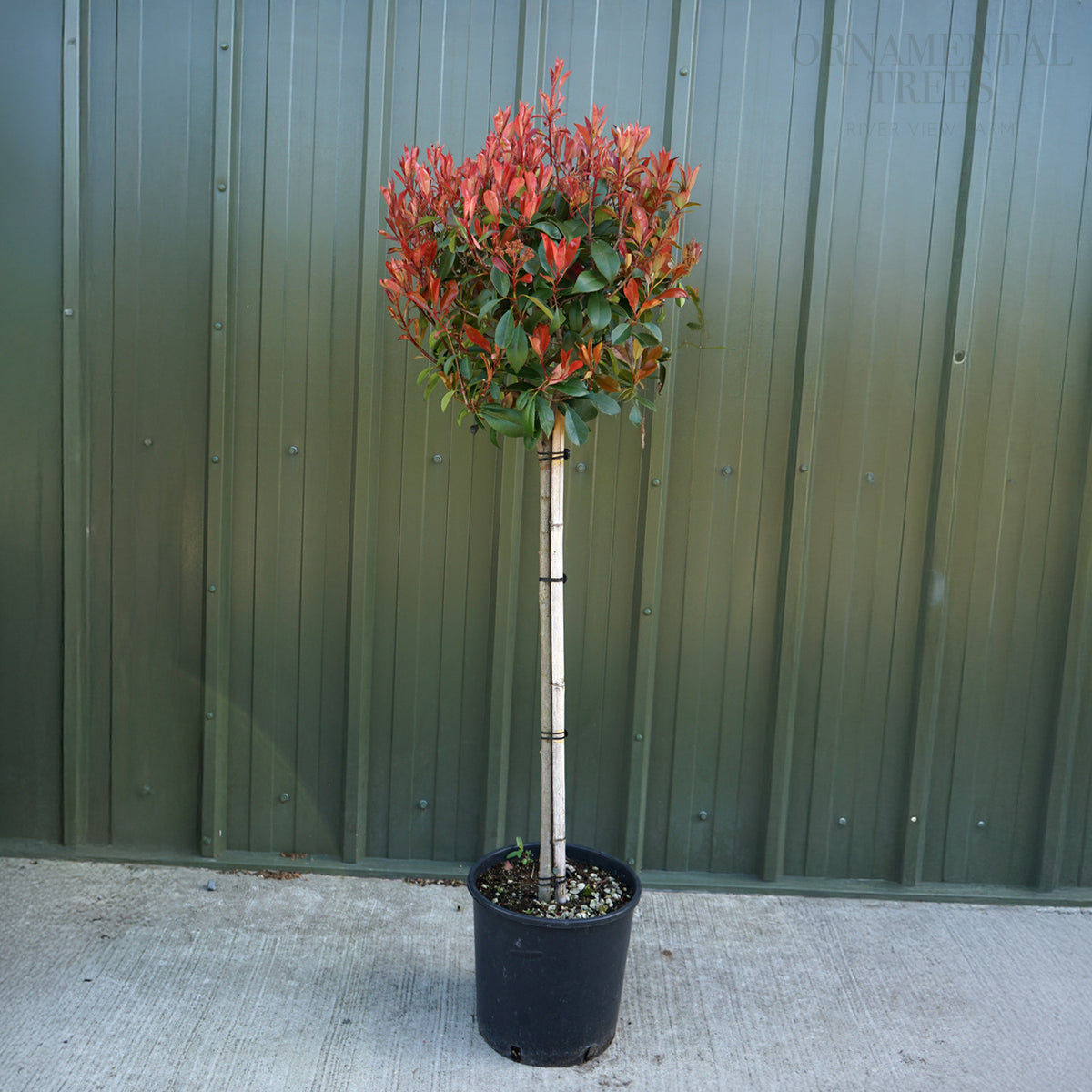 Photinia fraseri Red Robin Tree | Lollipop & Mature | Ornamental Trees