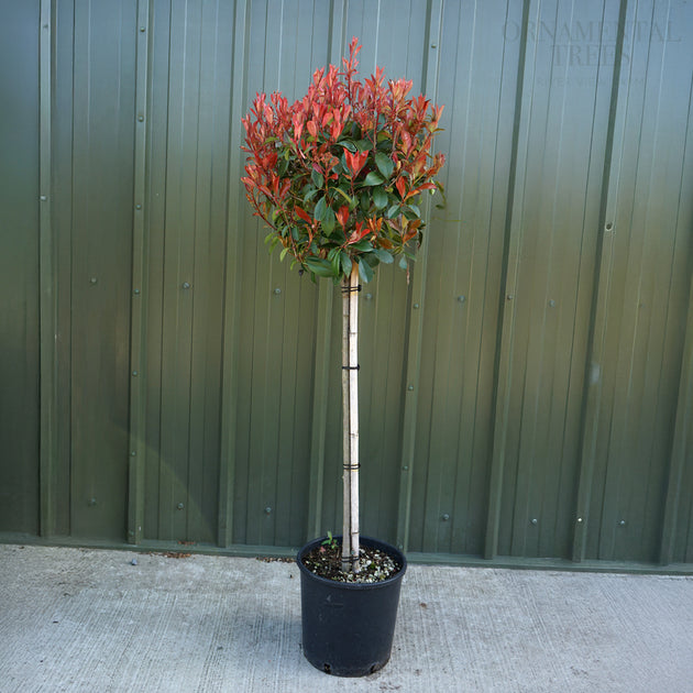 Photinia 'Red Robin' Half Standard