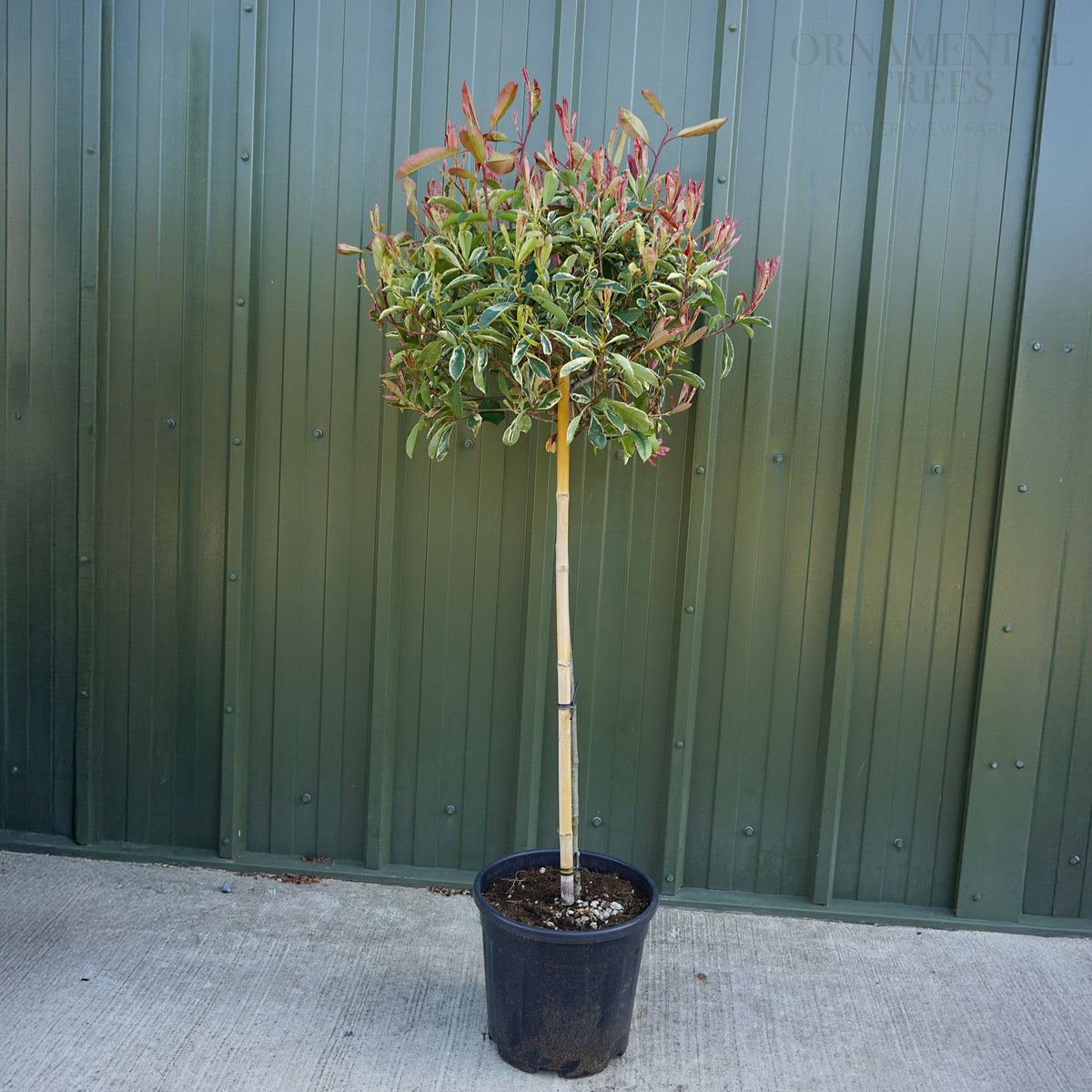 Photinia fraseri Pink Marble or Cassini | Ornamental Trees