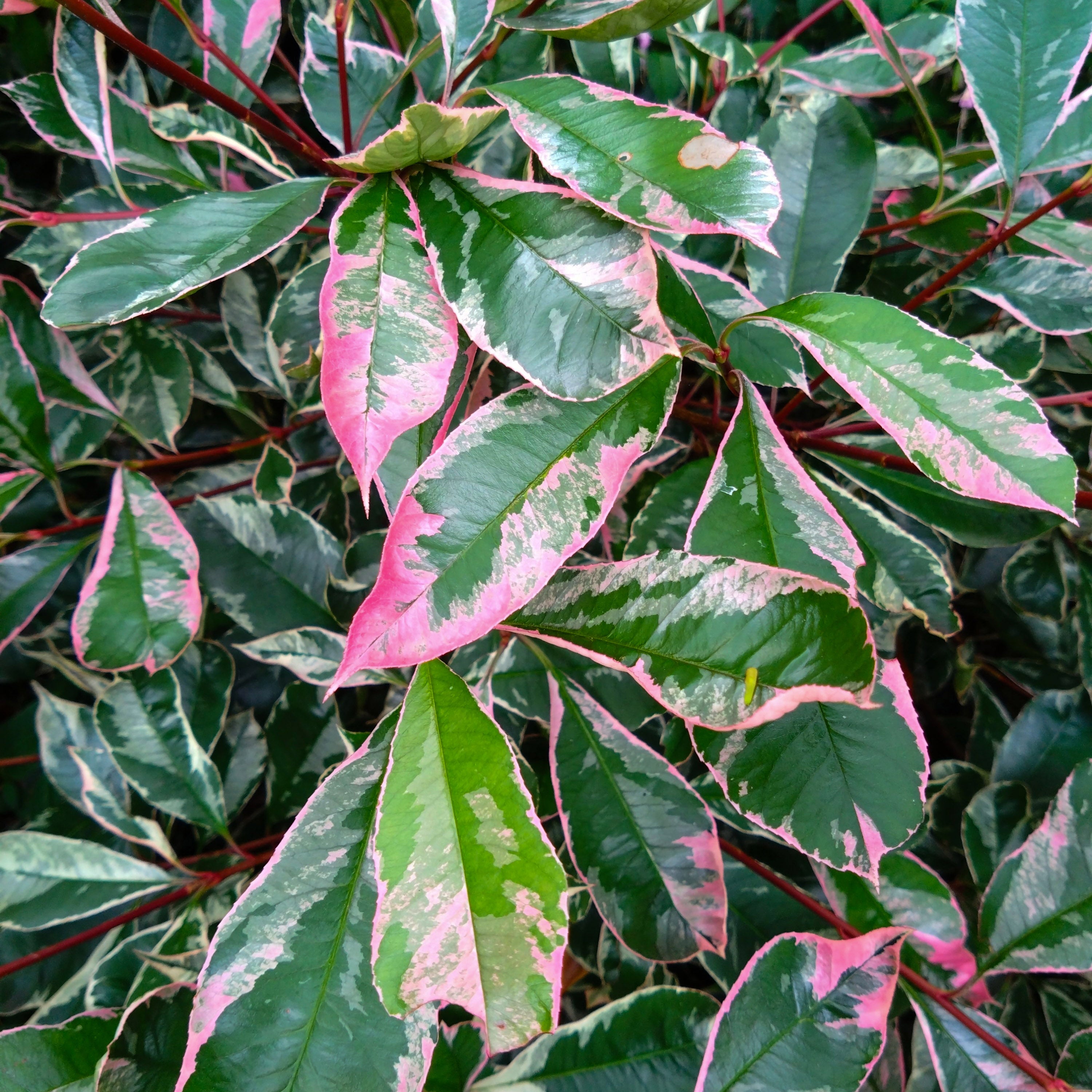 Photinia fraseri Pink Marble or Cassini
