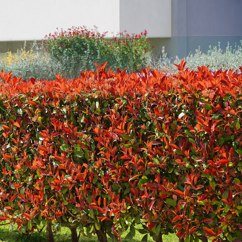 Photinia × fraseri 'Red Robin' hedge