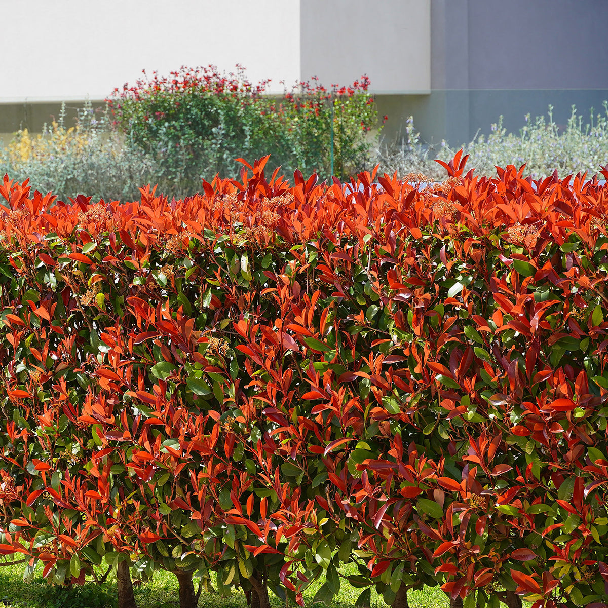 Photinia × fraseri 'Red Robin' hedge