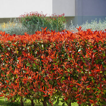 Photinia × fraseri 'Red Robin' hedge