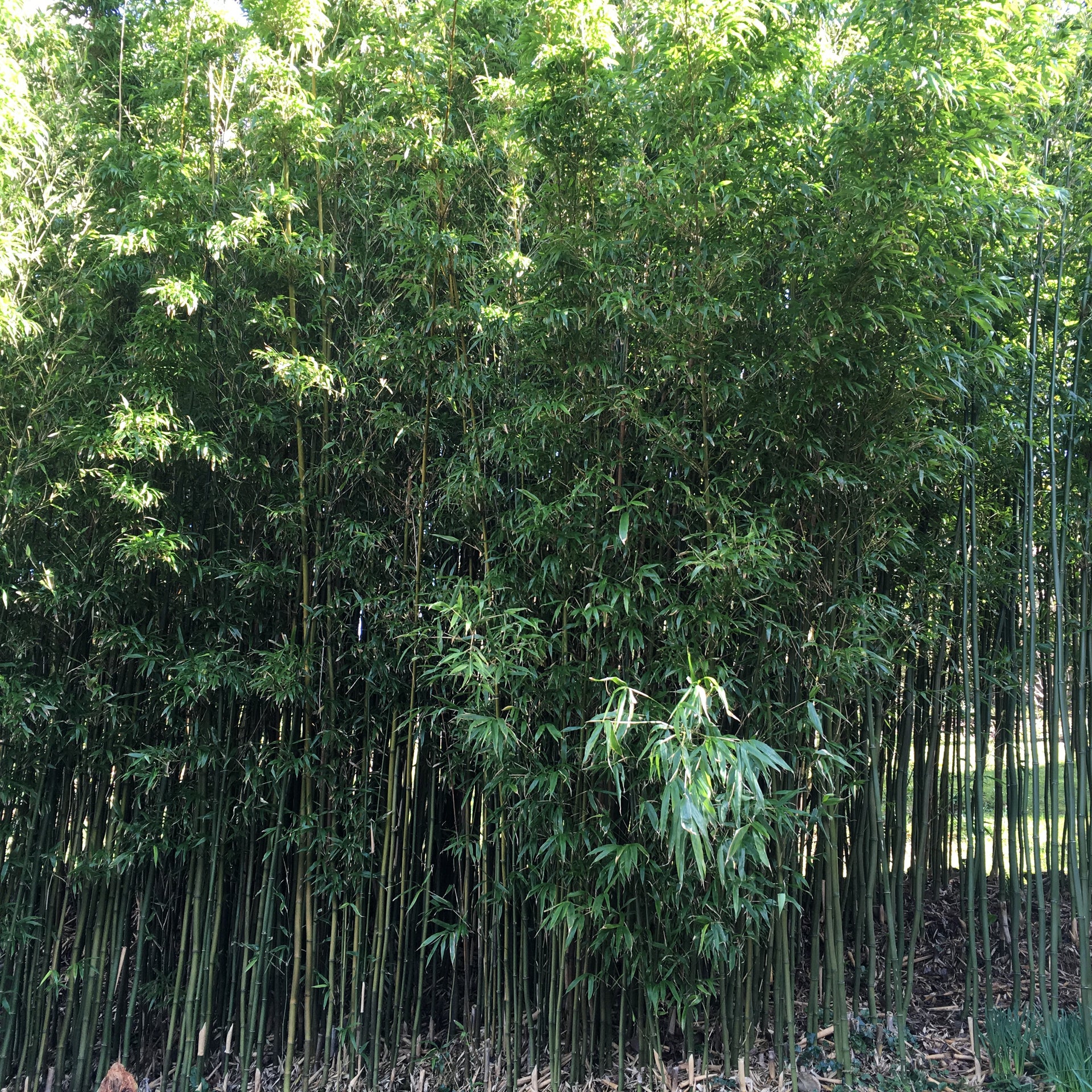 Golden Bamboo