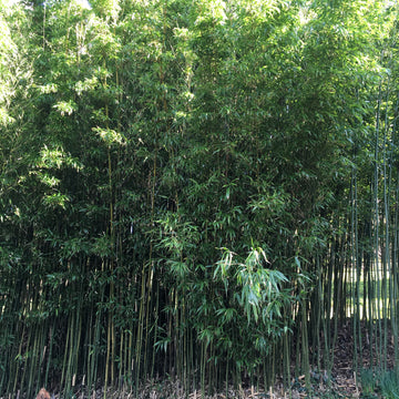 Phyllostachys 'aurea' Bamboo 